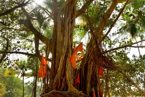 Big banyan tree with flags Stock Photos