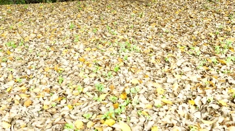 Big banyan tree Stock-Footage 68672889