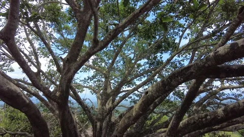 Big Banyan tree Stock Footage 205605319