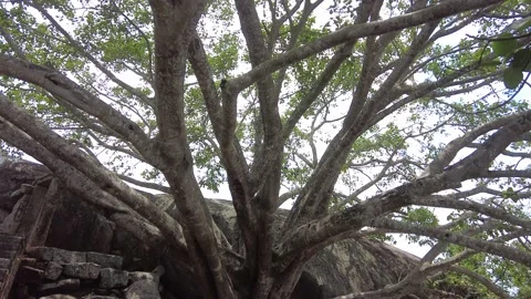 Big Banyan tree Stock Footage 205605392