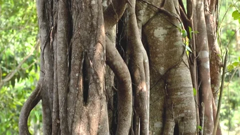 Big banyan tree Stock Footage 315334616