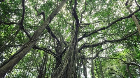 Big banyan tree with many aerial roots. Steadicam shot Stock Footage 83745697