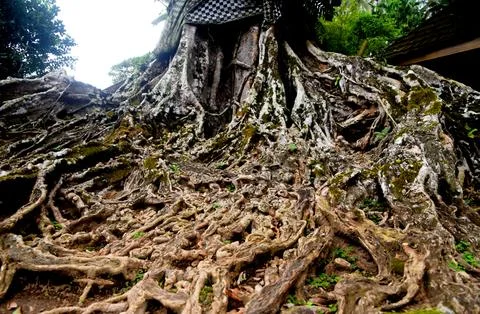 Big Banyan tree,with old root texture,growth in the temple area Stock Photos