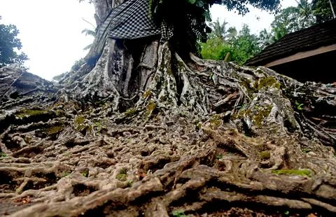 Big Banyan tree,with old root texture,growth in the temple area Stock Photos