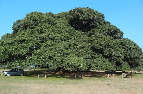 Big Banyan Tree Stock Photos