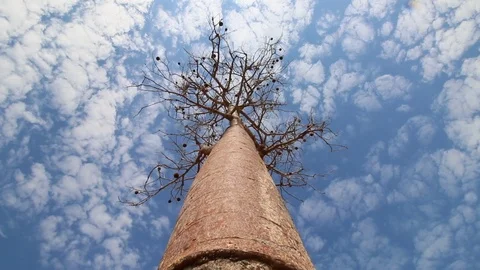 Big baobab tree seen from below in Madagascar, Africa. Video stock 104962505