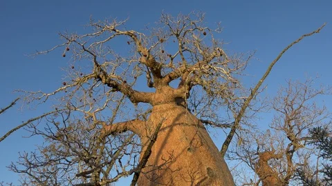 Big baobab tree seen from below in Madagascar, Africa.1 Stock Footage 106988730