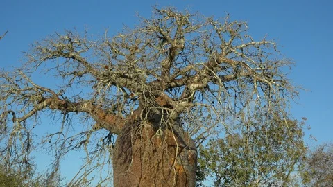 Big baobab tree seen from below in Madagascar, Africa.4 Stock Footage 106989303