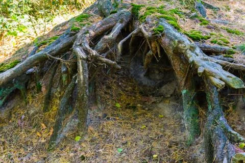 Big bare tree roots making a hole in the ground and creating this cave in a f Stock Photos