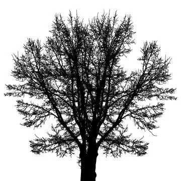 Big bare tree silhouette, many branches. Vector illustration Stock Illustration