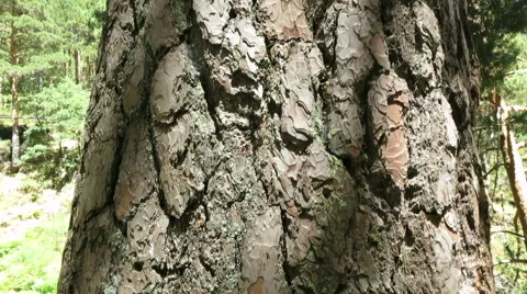 Big bark tall tree Stock Footage 56161805