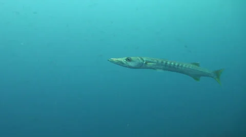 The big barracuda is swimming alone Stock Footage 24897163