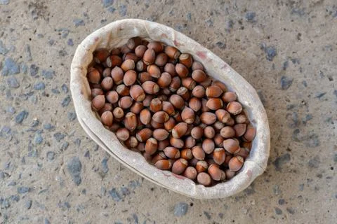 Big basket of raw hazelnut nuts in the nutshell in the garden Foto stock