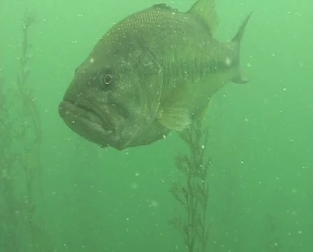 Big Bass Stock Footage 903817