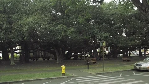 Big Bayan Tree Video stock 242393452