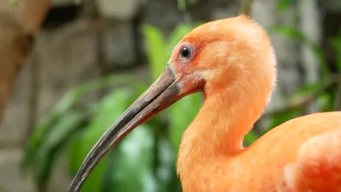 Big-beak bird profile Stock Footage 282546464
