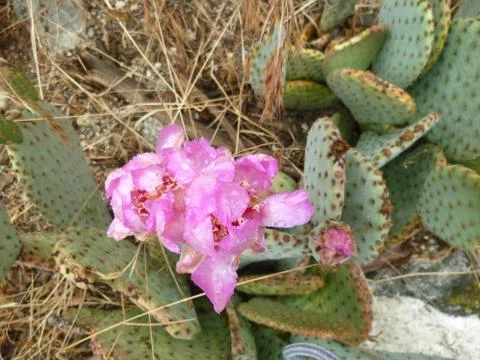 Big Bear Beaver tail cactus Stock Photos