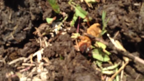 Big Bear Bug Gryllotalpidae burrows into manure 4 Stock Footage 70581088