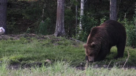 Big bear eating a fish at the edge of a forest Stock Footage 213042680