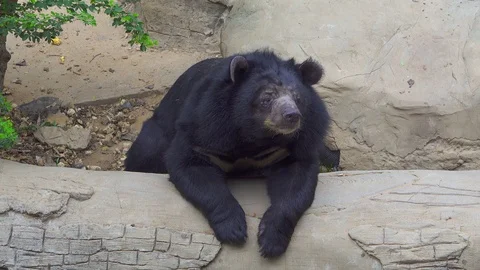 Big bear feeding food, bear is wildlife in forest nature 스톡 동영상 107551308