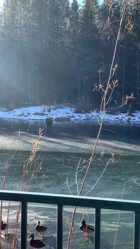 Big Bear Finds Itself on Thin Ice, Lake Tahoe, USA - 03 Dec 2020 Vídeo Stock 205341023