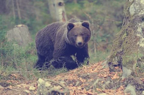 Big bear in forest Stock-Fotos