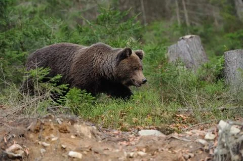 Big bear in forest Stock Photos