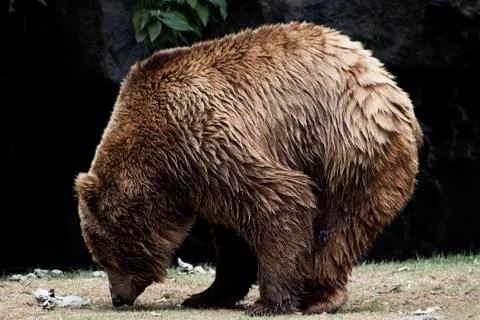 A big bear in the forest Stock Photos