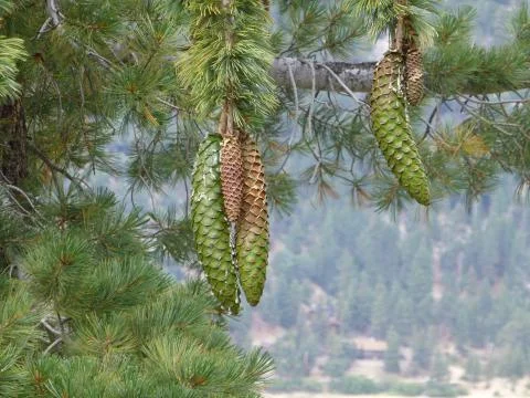 Big Bear Long Pine cone Stock Photos