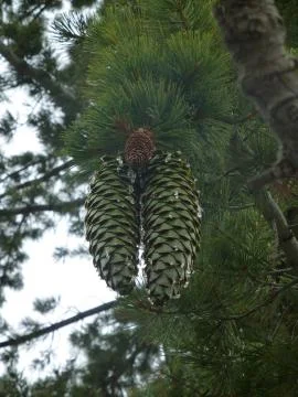 Big Bear Long Pine Cones Stock Photos