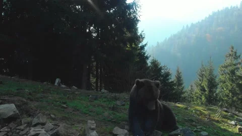 Big bear in mountain forest Stock Footage 157734897