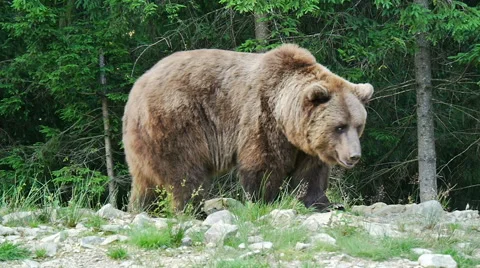 Big Bear near Video stock 54766106