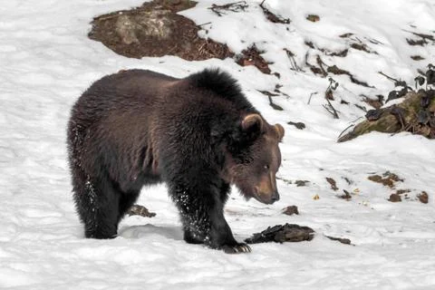 A big bear is running through the snow Foto stock