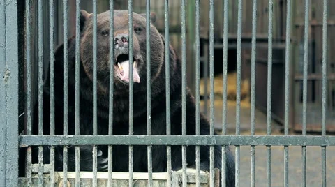 Big bear sitting in a cage close up Stock Footage 61209946