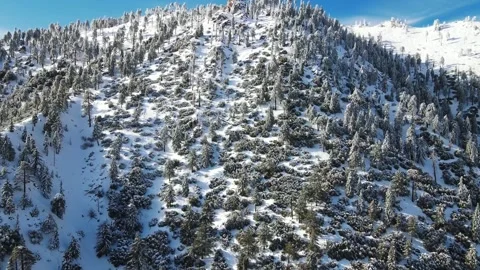 Big Bear Snow Covered Trees on the Mountain Stock Footage 231069316