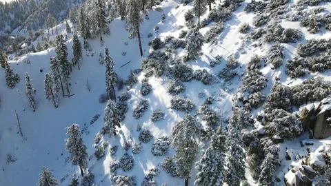 Big Bear Snow Covered Trees on the Mountain 2 AERIAL Stock Footage 231069318