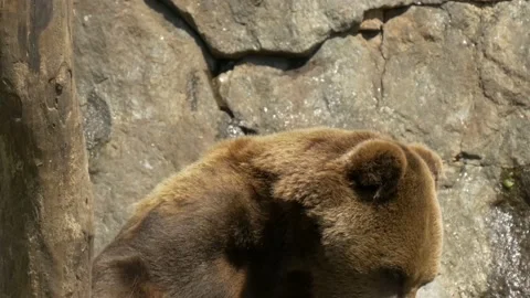 Big bear stand up close to a tree Vídeo Stock 134655306