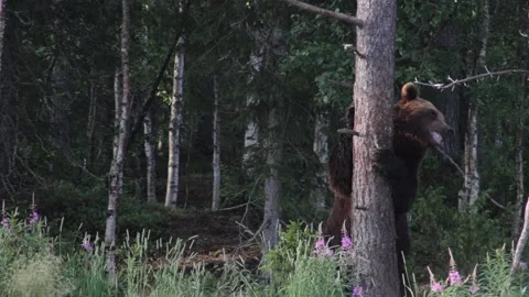 Big bear standing up against a tree forest in the background Stock Footage 213042918