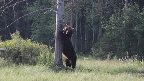 Big bear standing up against a tree eating, shakes of water Stock Footage 213042978
