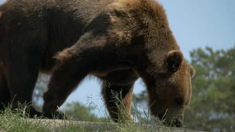 Big Bear standing on Cliff then walking around looking for Food | Slowmotion | Vídeo Stock 134657137