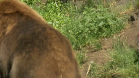 Big bear walks up a hill Vídeo Stock 134655289
