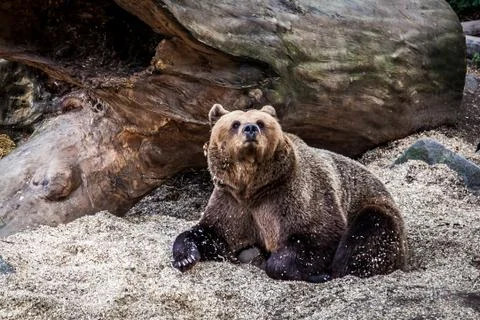 Big bear watching Stock Photos