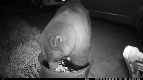 Big Bear Wiggles into Tiny Tub of Water, Los Angeles County, California, USA - 2 스톡 동영상 234232430