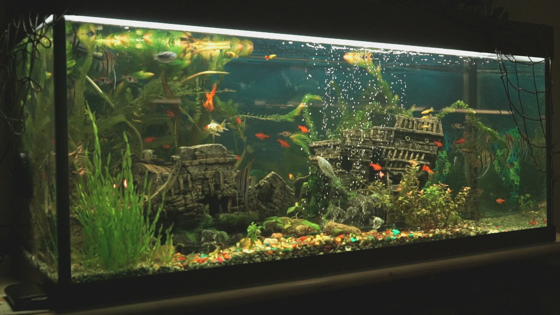 Big beautiful aquarium with small fishes, Stock Video
