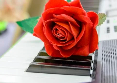 Big beautiful artificial red rose on the keys of the synthesizer Stock Photos