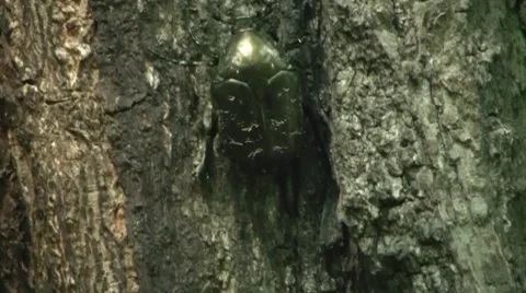 Big Beautiful Beetle Closeup 2 Stock Footage 7759858