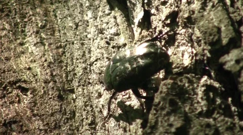 Big Beautiful Beetle Closeup 3 Stock Footage 7759859