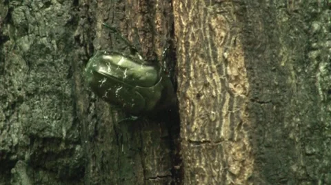 Big Beautiful Beetle Closeup Stock Footage 7759861