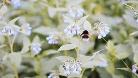 Big beautiful bumblebee on a flower close-up. Rare footage. Beautiful insects Stock Footage 109186062