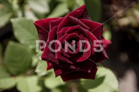 Big Beautiful Burgundy Rose in the garden on a clear day. Stock Photos